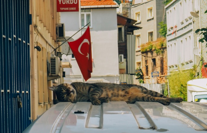 Кошка на улице Стамбула